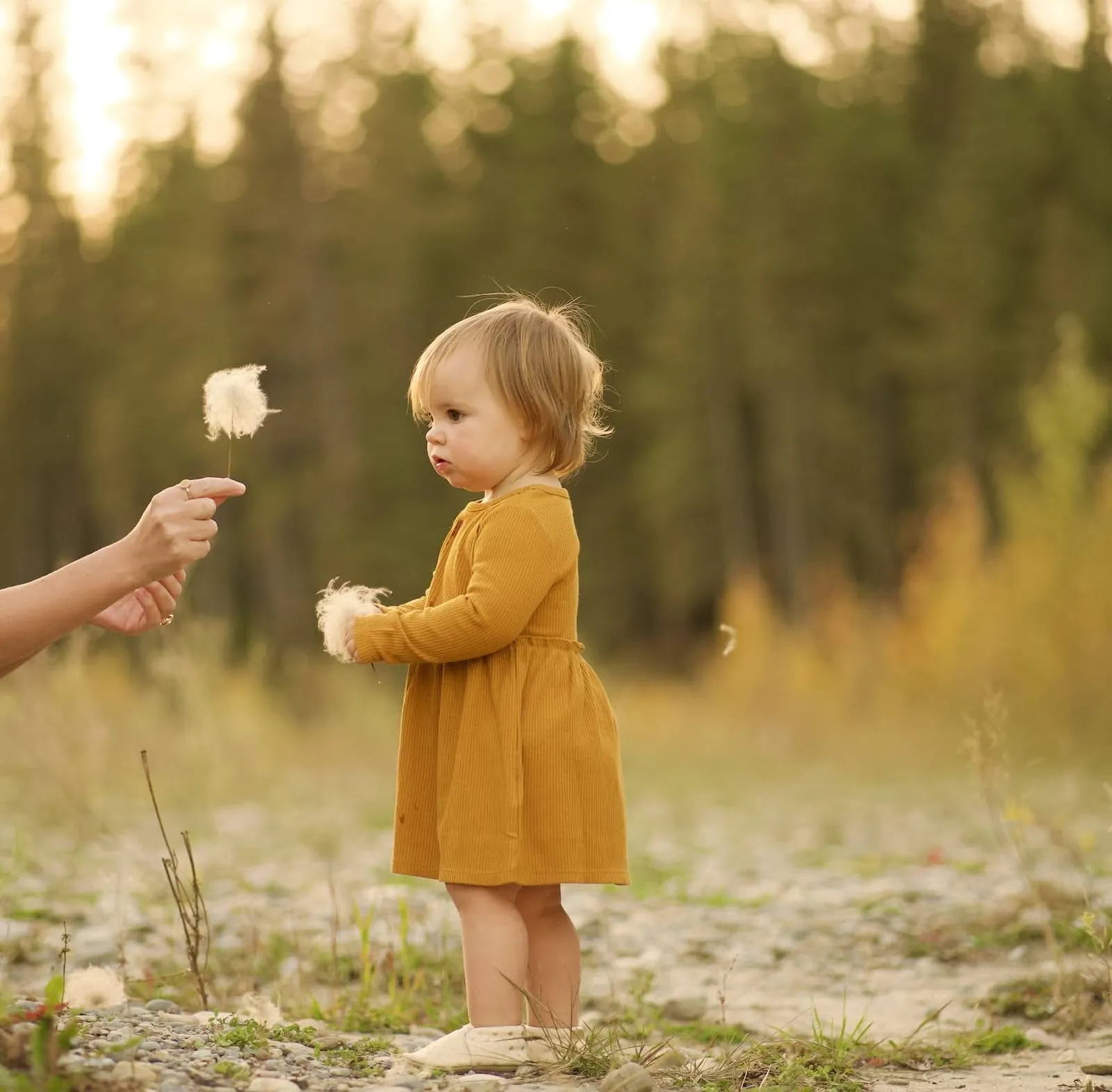 Toddler in a mustard dress reaching for a flower in a sunlit field